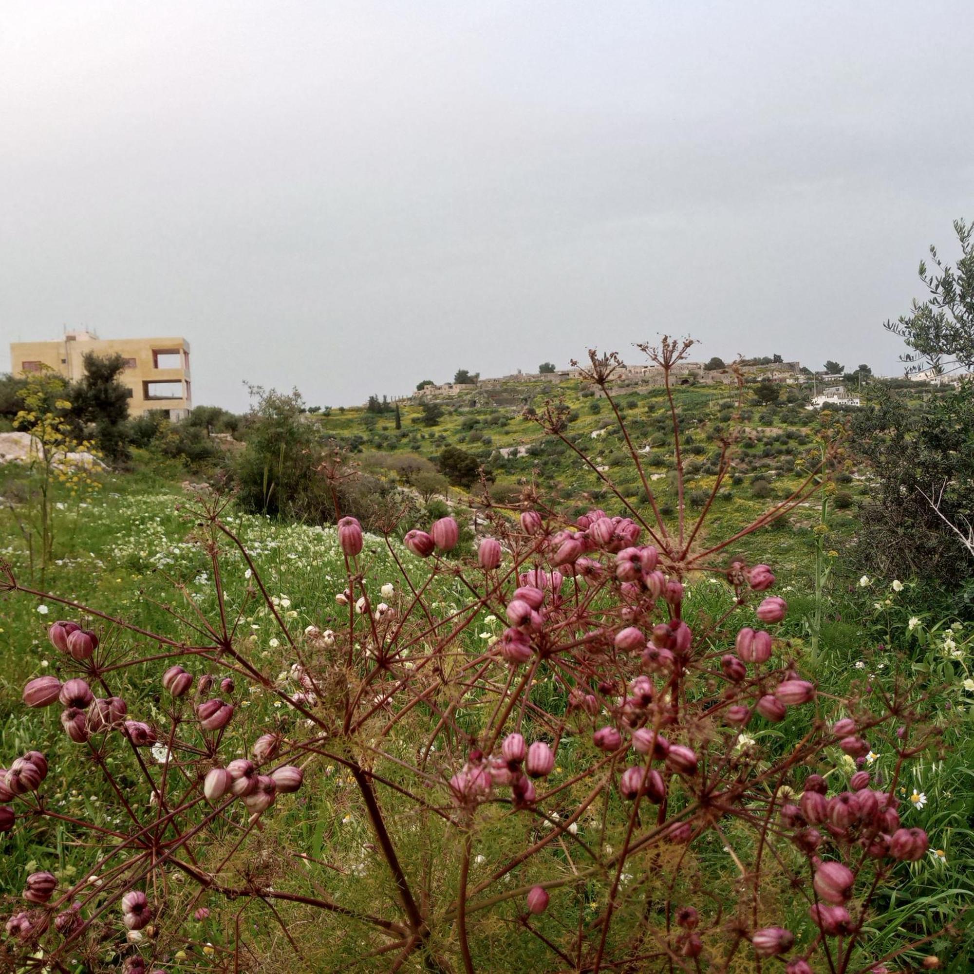 Al-Bustan House& Umm Qais Apartman Umm Qays Kültér fotó
